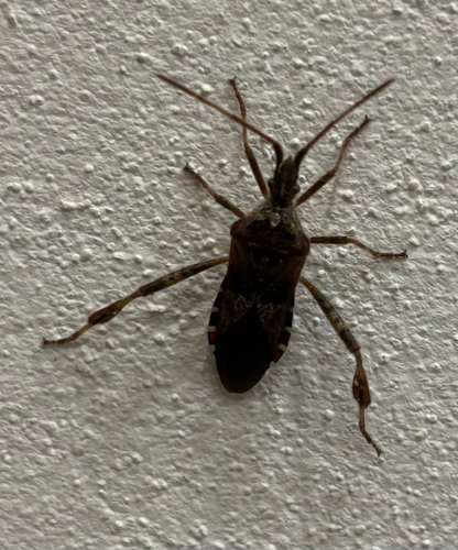 Western Conifer Seed Bug