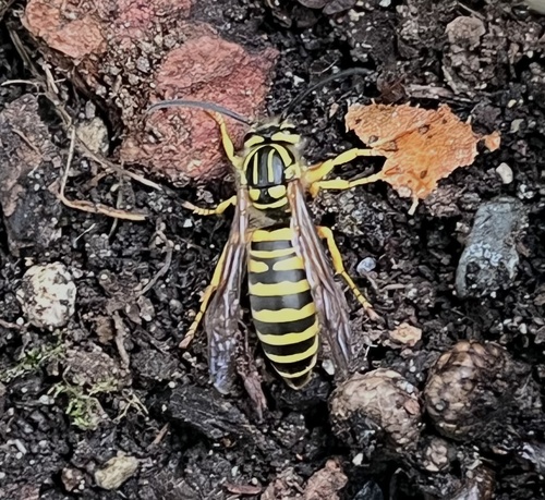 Southern Yellowjacket