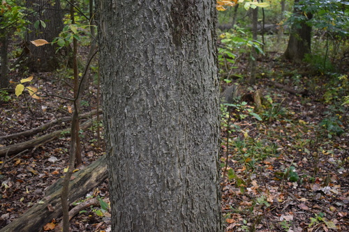 common hackberry