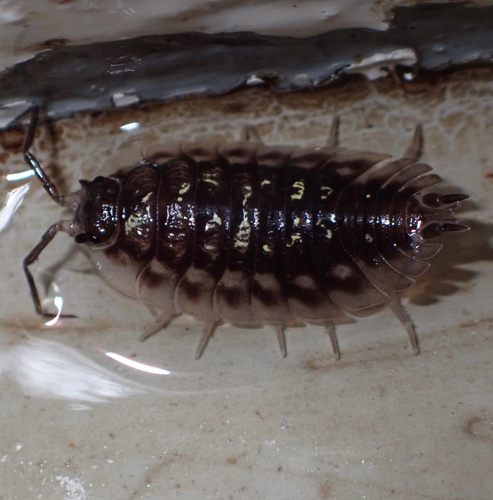 Common Shiny Woodlouse