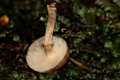Galerina patagonica