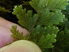 Hymenophyllum frankliniae