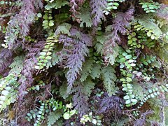 Hymenophyllum frankliniae