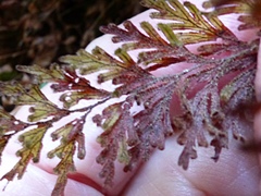 Hymenophyllum frankliniae