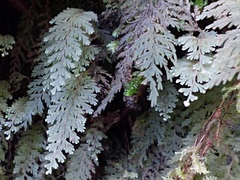 Hymenophyllum frankliniae