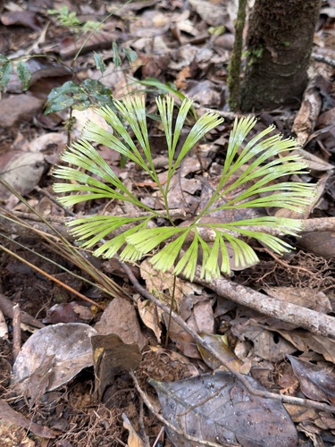 Schizaea dichotoma observed 2026-10-11