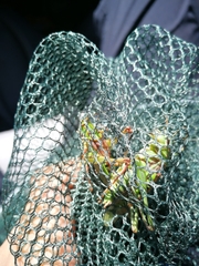 Gampsocleis sedakovii