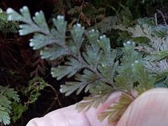 Hymenophyllum frankliniae