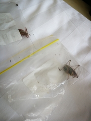 Gampsocleis sedakovii