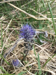 Veronica wyomingensis