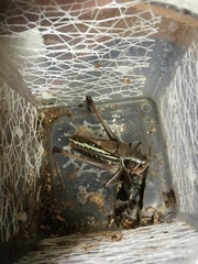 Gampsocleis sedakovii