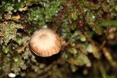 Galerina patagonica