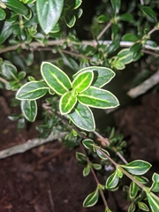 Serissa