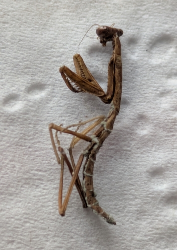 Carolina Mantis