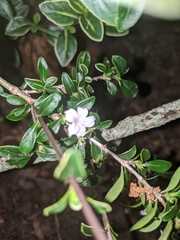 Serissa