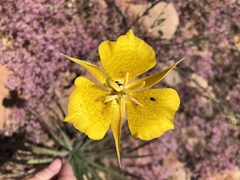 Calochortus weedii weedii
