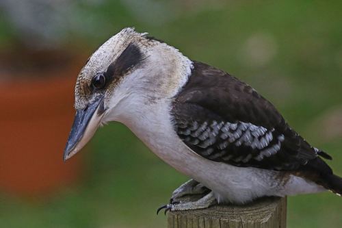 Laughing Kookaburra, photo 10 of 10