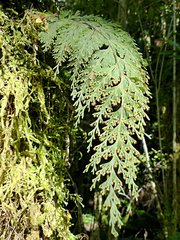 Hymenophyllum scabrum