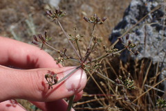 Lomatium parvifolium
