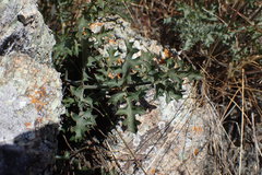 Lomatium parvifolium