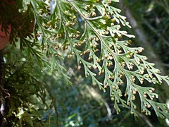 Hymenophyllum scabrum