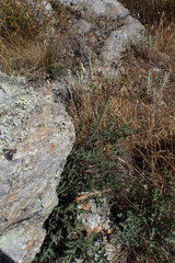 Lomatium parvifolium
