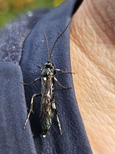 Ichneumonini