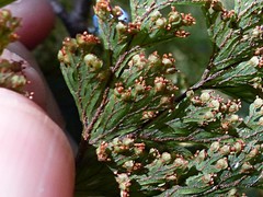 Hymenophyllum scabrum