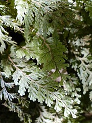 Hymenophyllum frankliniae