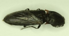 Acteniceromorphus umbricolus