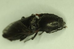 Acteniceromorphus umbricolus