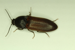 Ampedus phoenicopterus