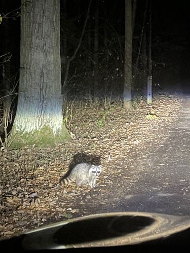 Common Raccoon