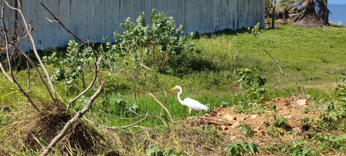 Great Egret