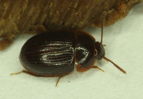 Ipelates