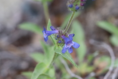 Penstemon pruinosus