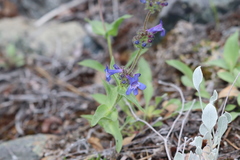 Penstemon pruinosus