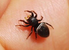 Heliophanus lineiventris