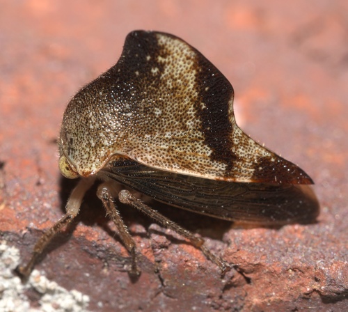 Telamona unicolor photo 3