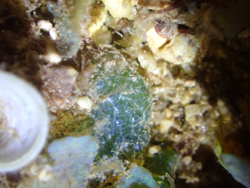 Dictyosphaeria observed 2026-10-11