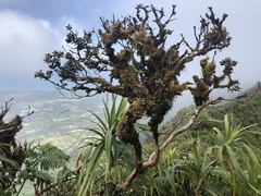 Metrosideros rugosa