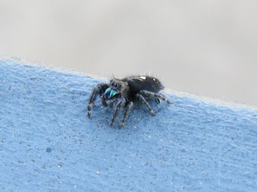 Bold Jumping Spider