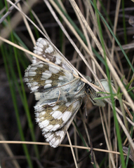 Muschampia cribrellum