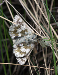 Muschampia cribrellum