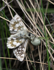 Muschampia cribrellum