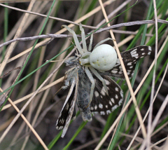 Muschampia cribrellum