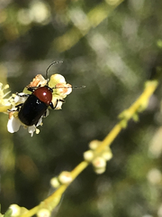 Cryptocephalus sanguinicollis