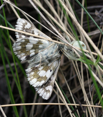 Muschampia cribrellum