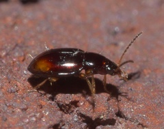 Elaphropus