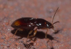 Elaphropus